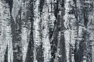 Tree Bark Texture Stampe: Background of the plastered texture with the effect of tree bark