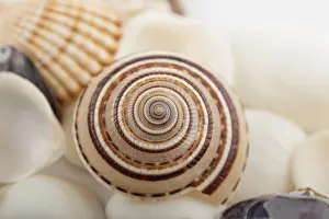 Deserted Beach Background Stampe: Background from a sea shells