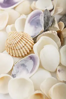 Deserted Beach Background Stampe: Background from a sea shells