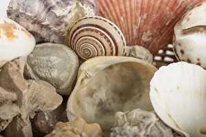 Deserted Beach Background Stampe: Background from a sea shells
