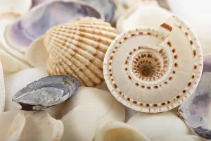 Marine Animal Photography Stampe: Background from a sea shells