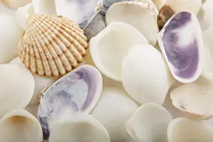 Wildlife Photography Sea Creatures Stampe: Background from a sea shells