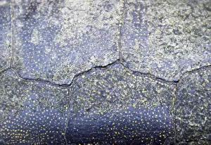 Reptile Wildlife Photography Stampe: Background texture of tortoise shell. Turtle shell