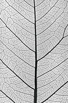 Close Up Tree Leaf Stampe: Background from tree leaf close up