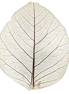 Close Up Nature Photos Stampe: Background from tree leaf close up