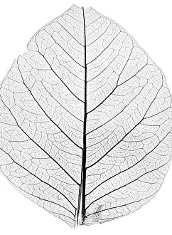 Detailed Plant Sections Stampe: Background from tree leaf close up