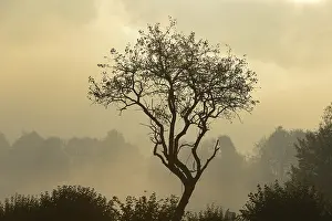 Backlit Tree Stampe: Backlit tree, Triestingtal valley