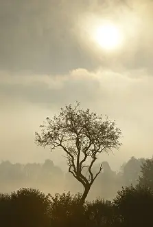 Backlit Tree Stampe: Backlit tree, Triestingtal valley