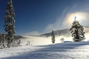 Winter Woodland Scenes Stampe: Backlit winter mountain forest