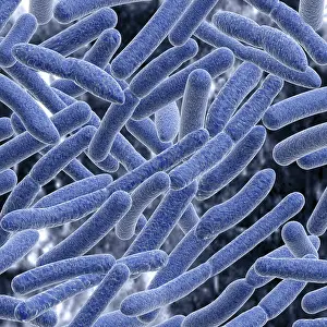 Risk Of Infection Stampe: Bacteria