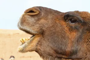 Bactrian Camel Stampe: Bactrian camel