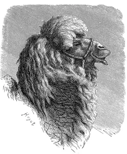 Camelus Bactrianus Stampe: Bactrian camel, Camelus bactrianus