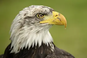 Stampe di Aquila calva Aquila Dalla Coda Bianca Stampe: Aquila calva