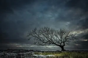 Solitary Tree Landscape Stampe: Bald tree on rocky ground with dramatic cloud sky