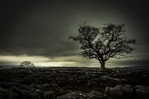 Dramatic Cloud Sky Stampe: Bald tree on rocky ground with dramatic cloud sky