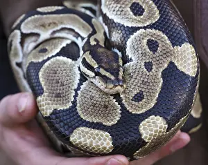 Stampe di La pitone ballerina riposa sulle mani dello zoo, mostrando il suo bellissimo disegno della pelle Pitone Palla Stampe: Pitone ball python che riposa sulle mani del curatore dello zoo.