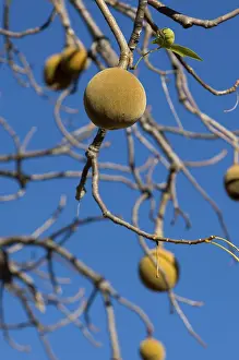 African Baobab Stampe: Baobab fruit