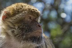 British Overseas Territory Stampe: Barbary macaque (Macaca sylvanus)