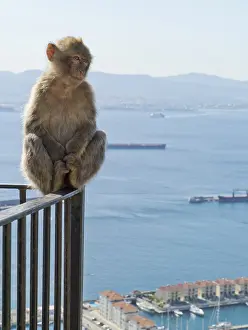 Stampa con cornice : Macaco barbary (Macaca sylvanus)