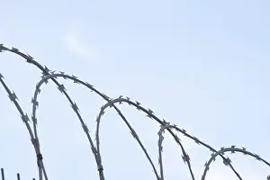 Captive Animal Images Stampe: Barbed wire