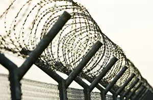 Barbed Wire Fence Stampe: Barbed wire