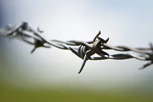 Barbed Wire Fence Stampe: Barbwire