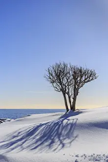 Scandinavian Winter Scene Stampe: Bare tree casts shadow in snow