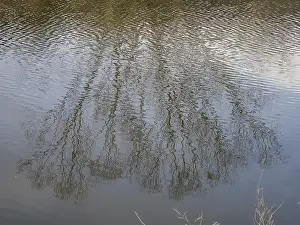 Fiume Stampe: Albero nudo riflesso nel fiume.
