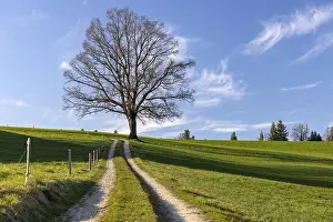 Springtime Nature Photography Stampe: Bare tree in front of the sprout