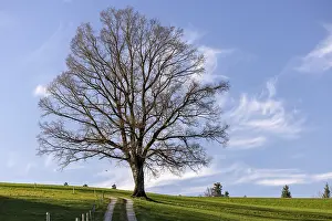 Stampe di Albero nudo davanti alla gemma, Durrenroth, Emmental, Berna Svizzera Albero nudo davanti alla gemma, Drrenroth, Emmental, Berna Svizzera Berna Stampe: Albero nudo davanti alla gemella.