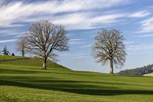 Stampe di Albero nudo davanti allo stelo, Durrenroth, Emmental, Berna, Svizzera Albero nudo davanti allo stelo, Drrenroth, Emmental, Berna Svizzera Berna Stampe: Albero nudo davanti alla gemella.