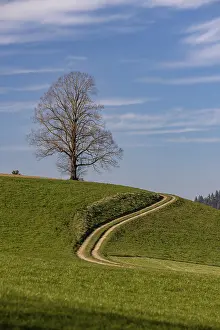 Deciduous Tree Landscape Stampe: Bare tree in front of sprouting