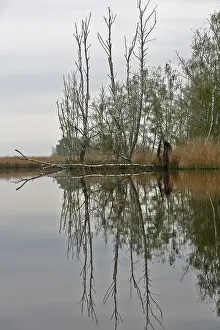 Peenetal Nature Park Germany Stampe: Bare trees reflected in a cloudy river