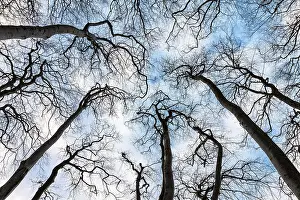Tree Branches Stampe: Bare trees with sky