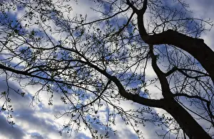 Upper Austria Landscape Stampe: Bare trees against the sky, branches