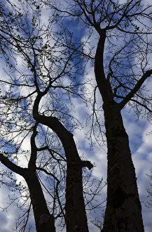 Austrian Countryside Views Stampe: Bare trees against the sky, branches
