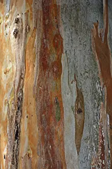 Eucalyptus Bark Stampe: Bark of a Eucalyptus (Eucalyptus)