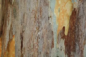 Southeast Europe Botany Stampe: Bark of a Eucalyptus (Eucalyptus)
