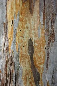 Crete Greece Landscape Stampe: Bark of a Eucalyptus (Eucalyptus)