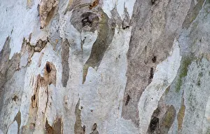 Nature Photography Details Stampe: Bark of eucalyptus tree (Eucalyptus)