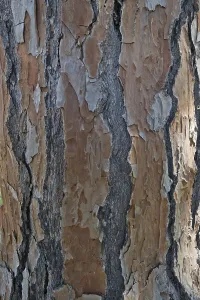 Andalusia Spain Photography Stampe: Bark of a pine tree (Pinus pinaster)