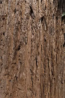 Giant Coniferous Trees Stampe: Bark of sequoia (Sequoioideae) tree
