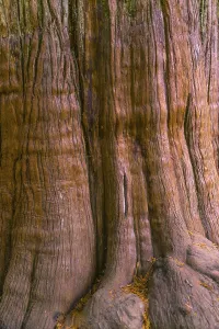 Washington State Landscapes Stampe: Bark of a tree, detail of a tree trunk