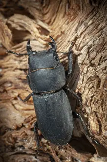 Coleotteri Cervo Stampe: Barkschroter, Dorcus parallelipipedus