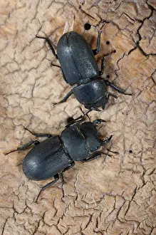 Coleotteri Cervo Stampe: Barkschroter, Dorcus parallelipipedus