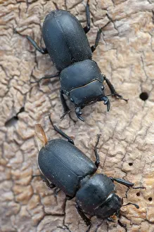 Coleotteri Cervo Stampe: Barkschroter, Dorcus parallelipipedus