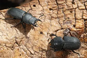 Coleotteri Cervo Stampe: Barkschroter, Dorcus parallelipipedus
