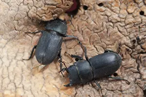 Natural Environment Photography Stampe: Barkschroter, Dorcus parallelipipedus