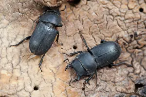 Coleotteri Cervo Stampe: Barkschröter, Dorcus parallelipipedus