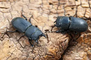 Coleotteri Cervo Stampe: Barkschröter, Dorcus parallelipipedus.